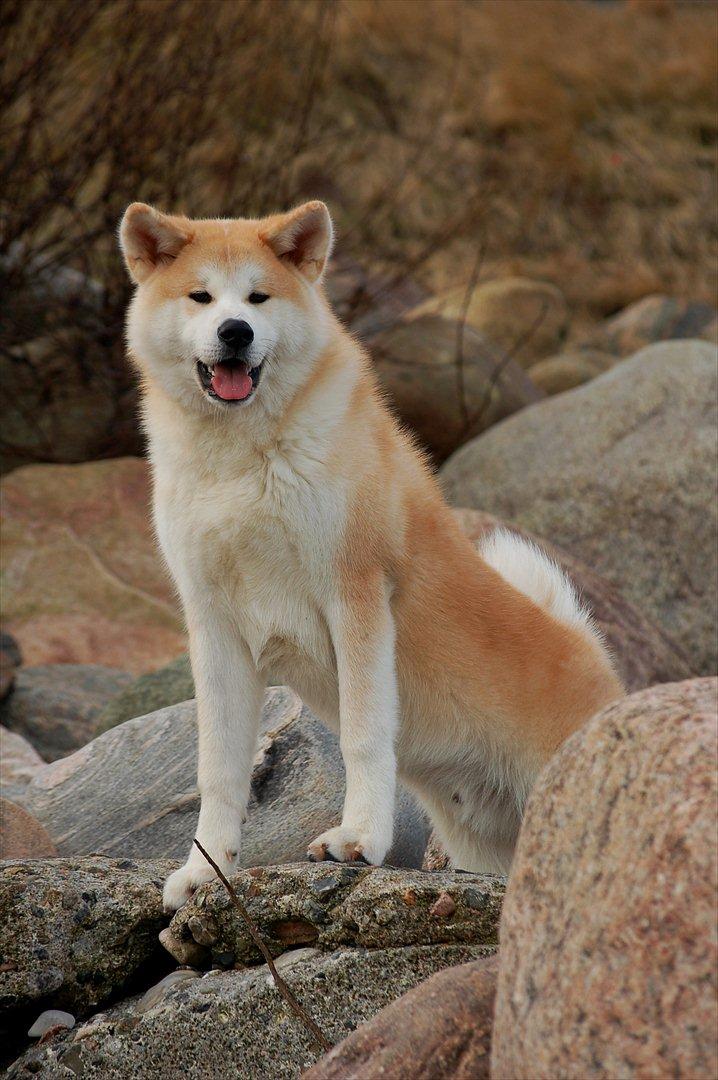 Akita inu Akio billede 3