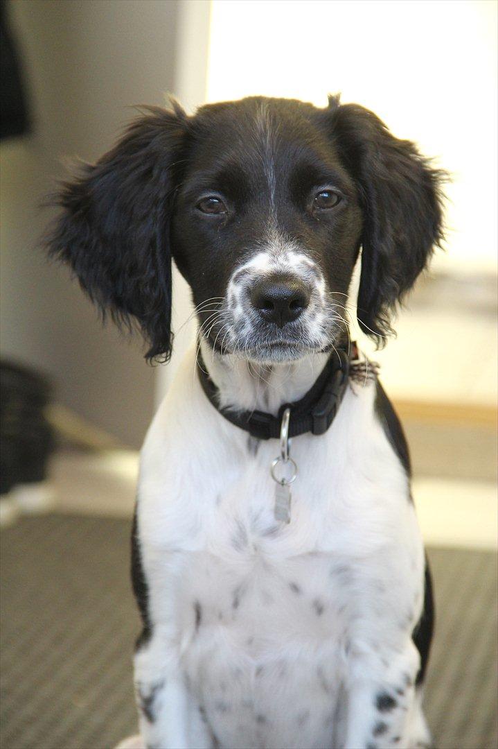 Blanding af racer Enzo billede 16