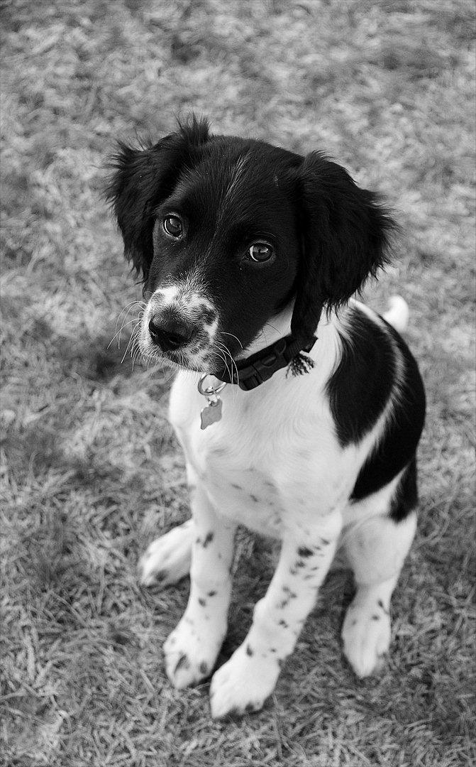 Blanding af racer Enzo billede 12