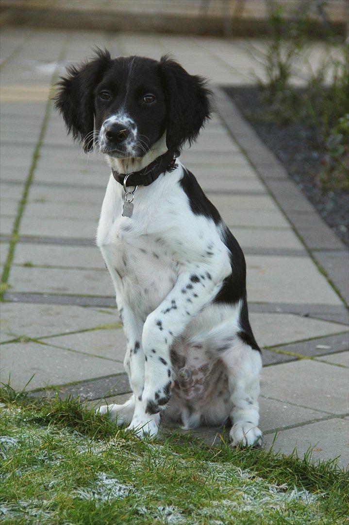 Blanding af racer Enzo billede 17