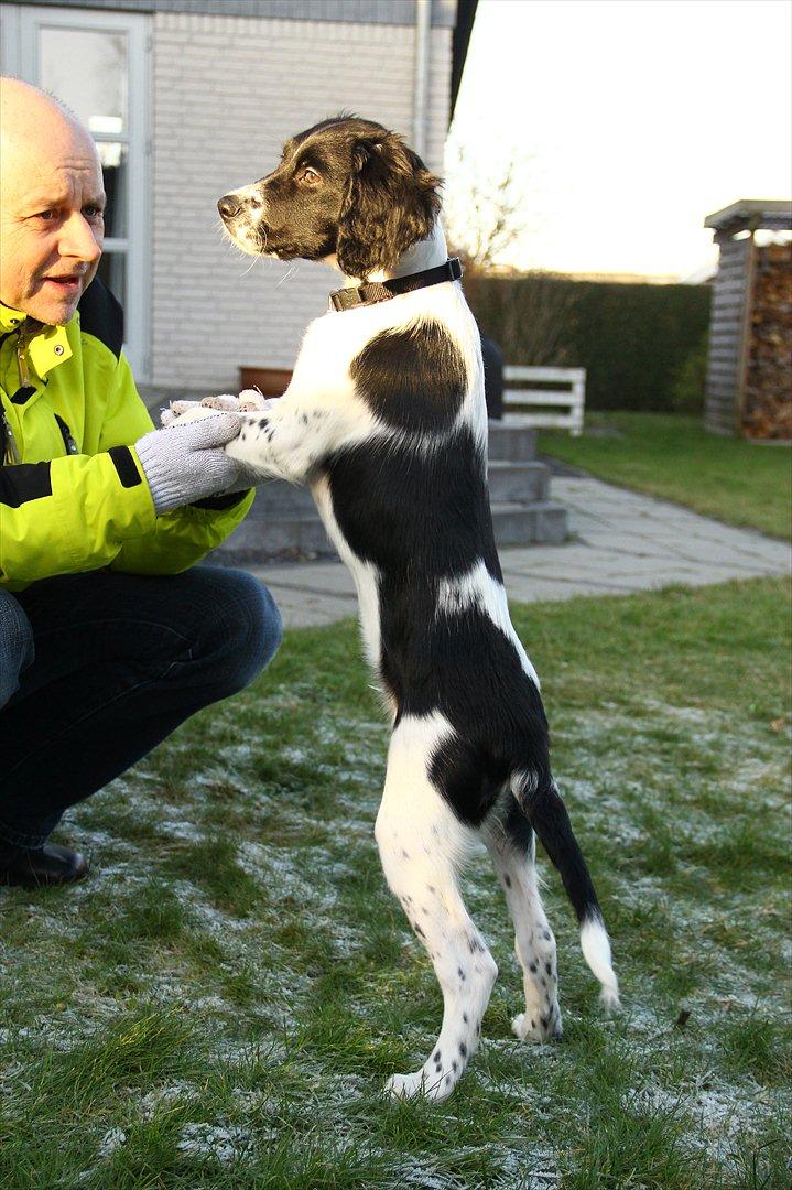 Blanding af racer Enzo billede 14