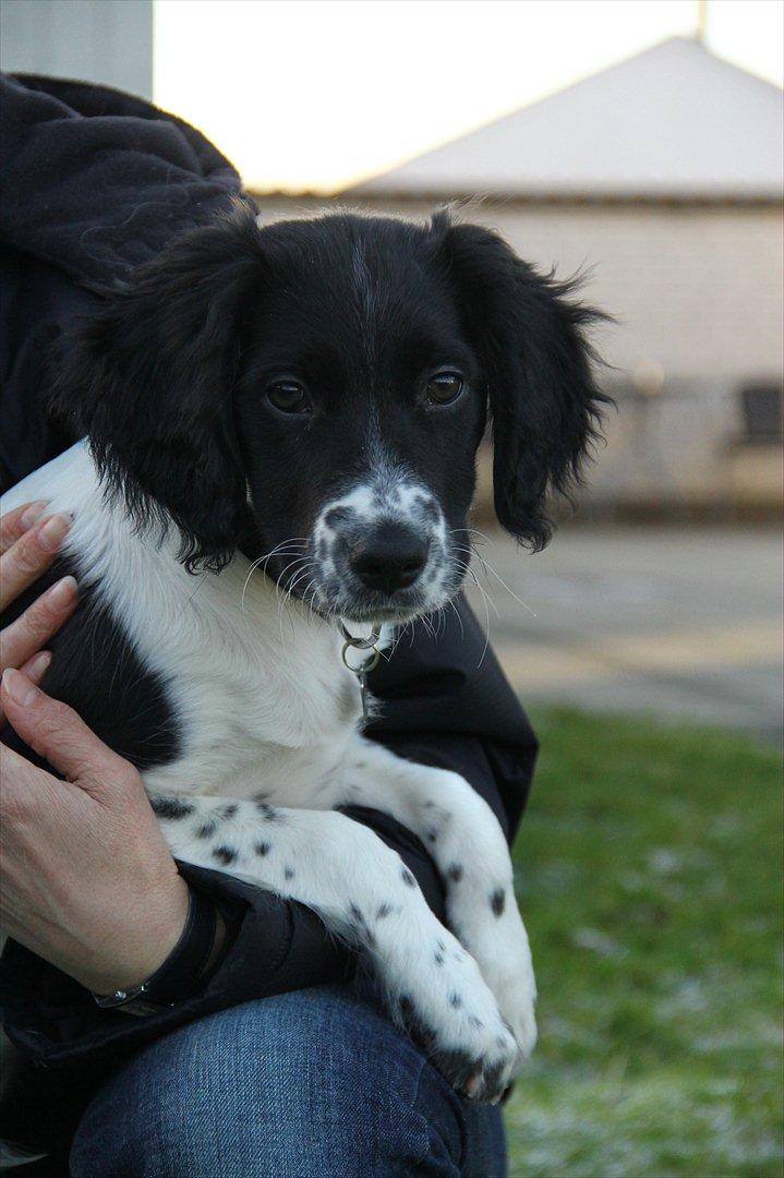 Blanding af racer Enzo billede 18