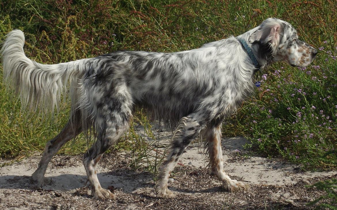 Engelsk setter Louie billede 1