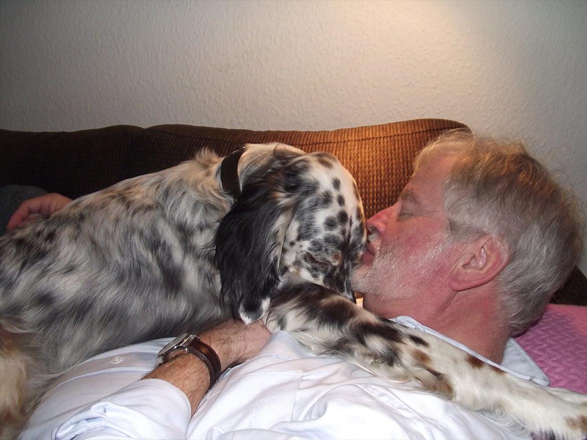 Engelsk setter Louie billede 2