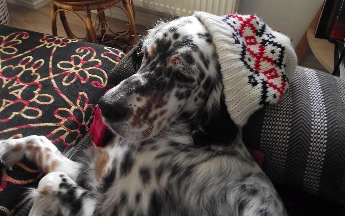 Engelsk setter Louie billede 3