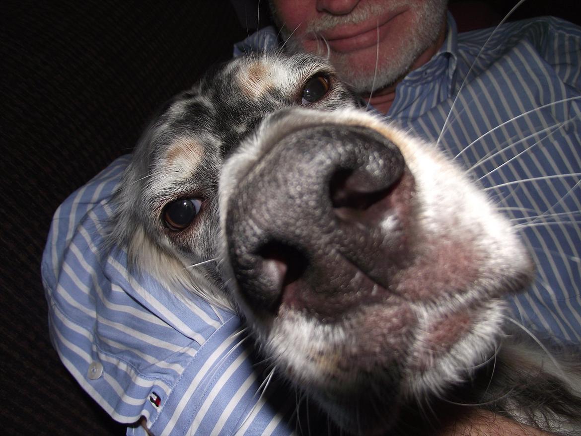 Engelsk setter Louie billede 4