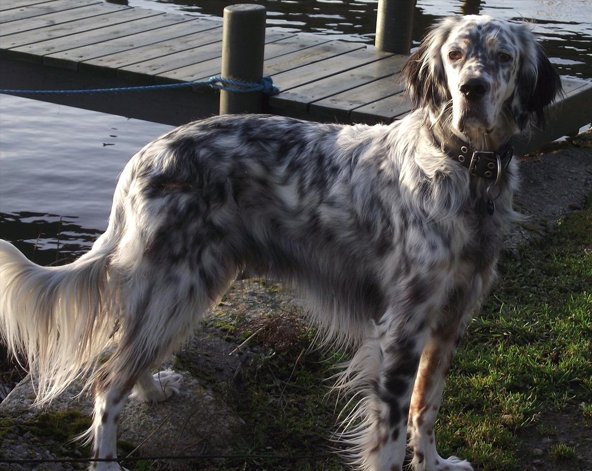 Engelsk setter Louie billede 5