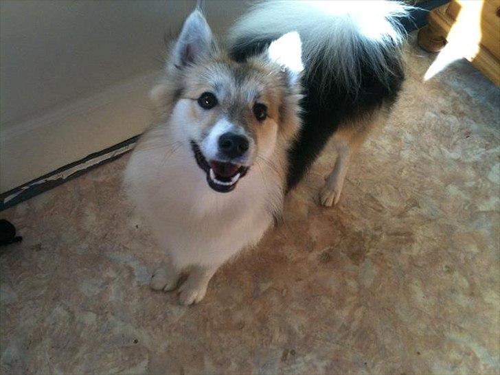 Islandsk fårehund Shiva - Redt og ny vasket, smuk og glad :) billede 1