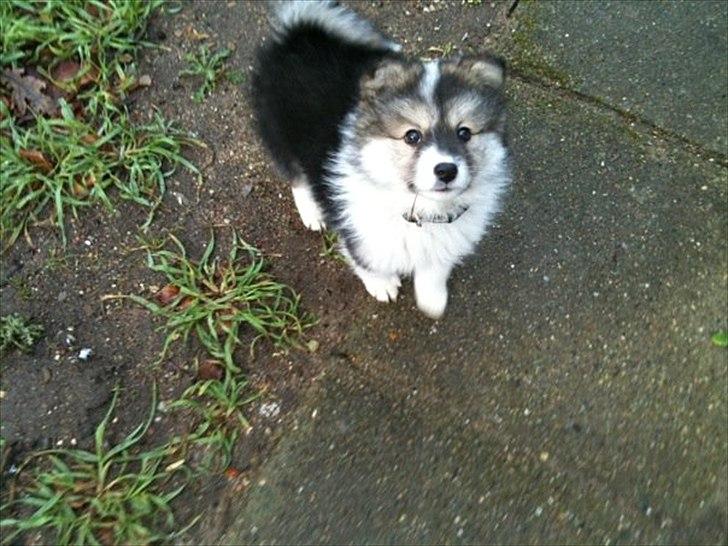 Islandsk fårehund Shiva billede 2