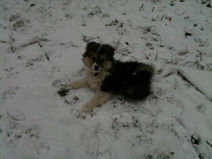 Islandsk fårehund Shiva - Hygger i sneen, elsker at være ude i al slags vejr  billede 3