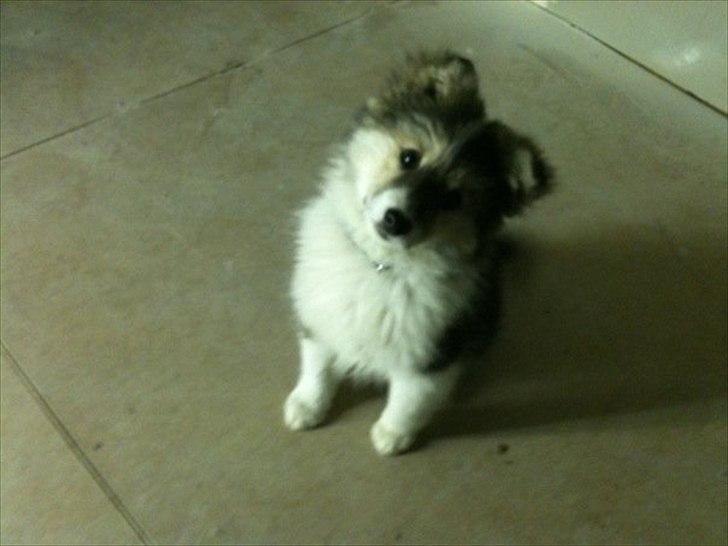 Islandsk fårehund Shiva billede 4