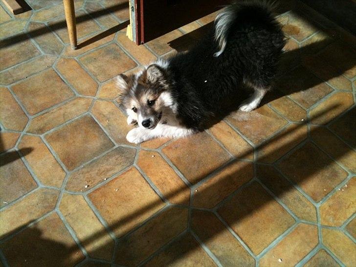 Islandsk fårehund Shiva billede 5