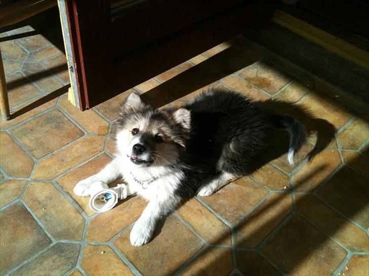 Islandsk fårehund Shiva billede 6