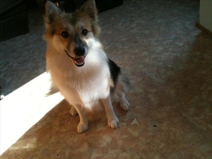 Islandsk fårehund Shiva billede 7