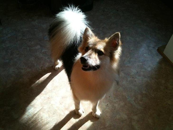 Islandsk fårehund Shiva billede 8