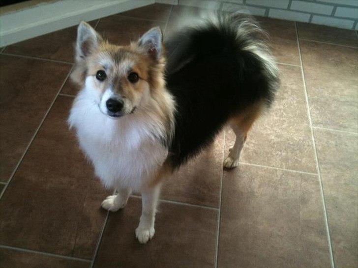 Islandsk fårehund Shiva billede 9