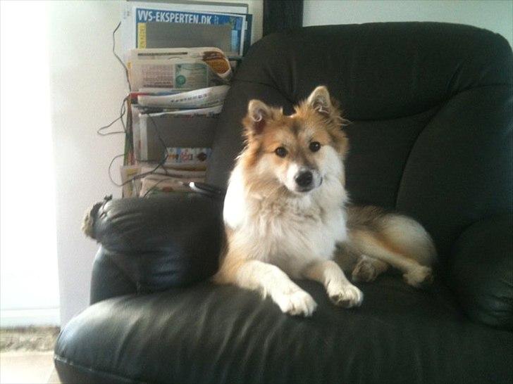 Islandsk fårehund Shiva - Shiva i hendes stol  billede 10