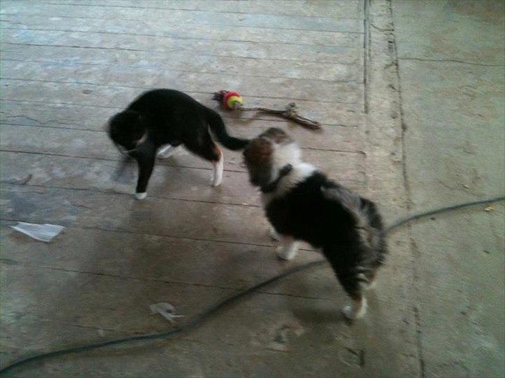 Islandsk fårehund Shiva - Første møde med katten herhjemme. billede 11