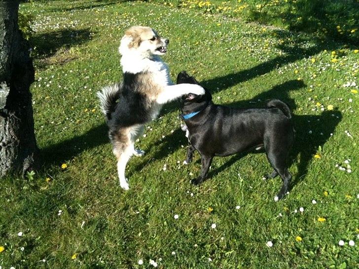 Islandsk fårehund Shiva - Leger med Milo billede 12