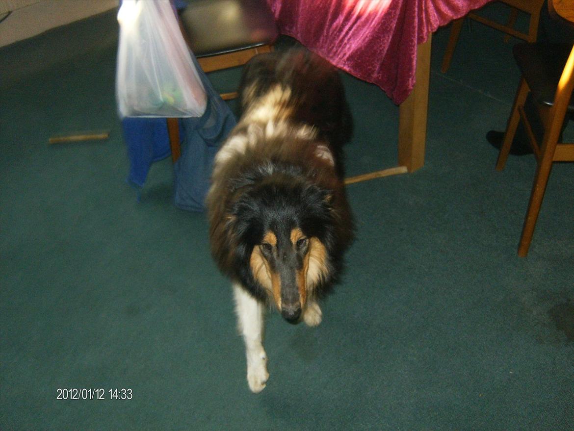 Collie langhåret Cherry billede 8