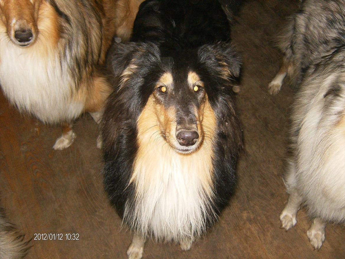 Collie langhåret Cherry billede 9