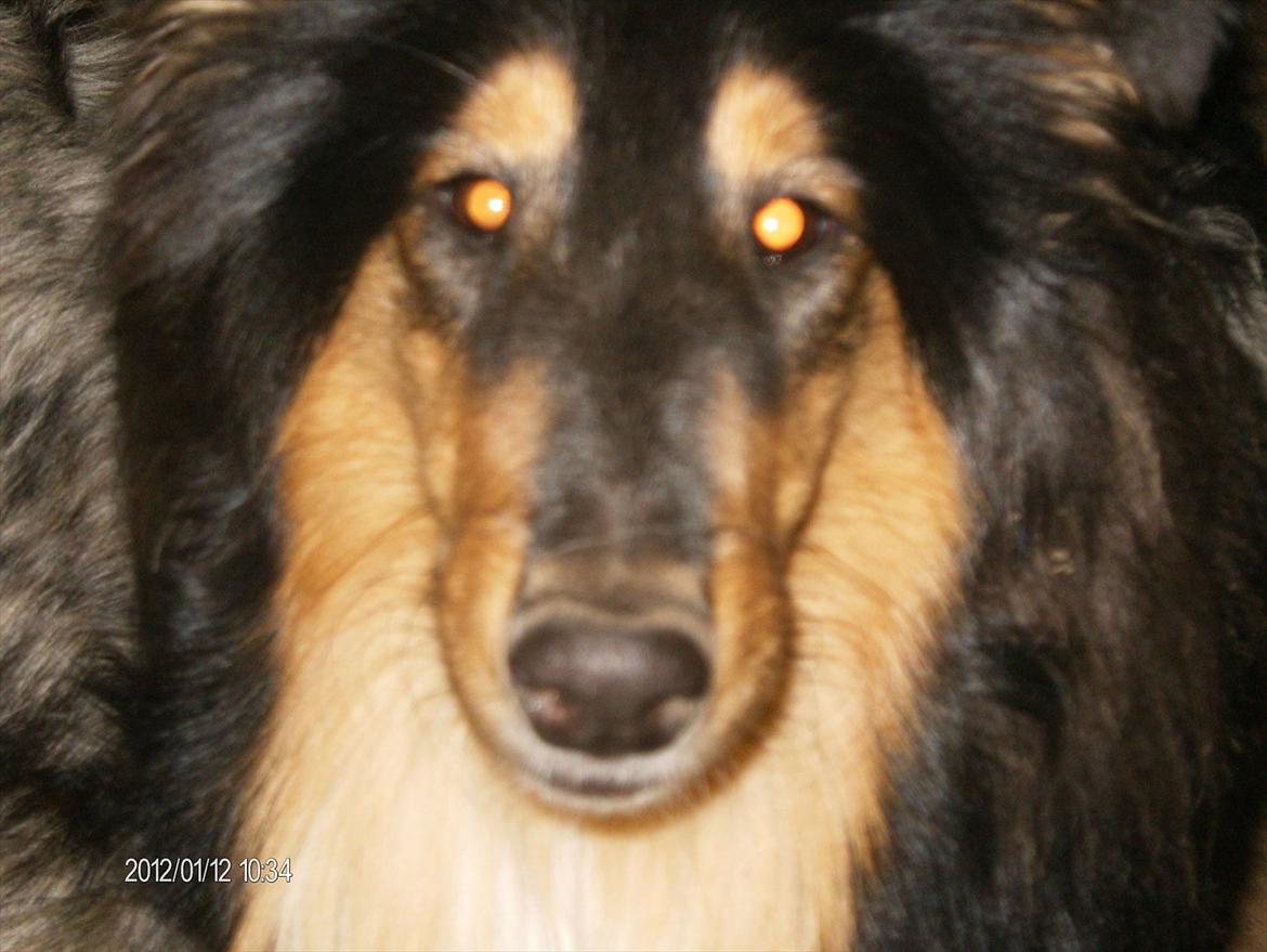 Collie langhåret Cherry billede 10