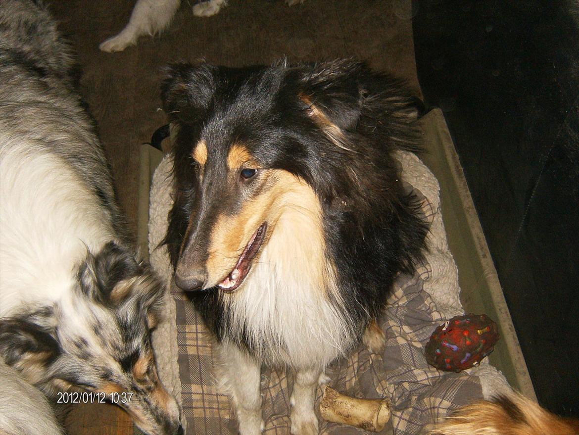 Collie langhåret Cherry billede 11