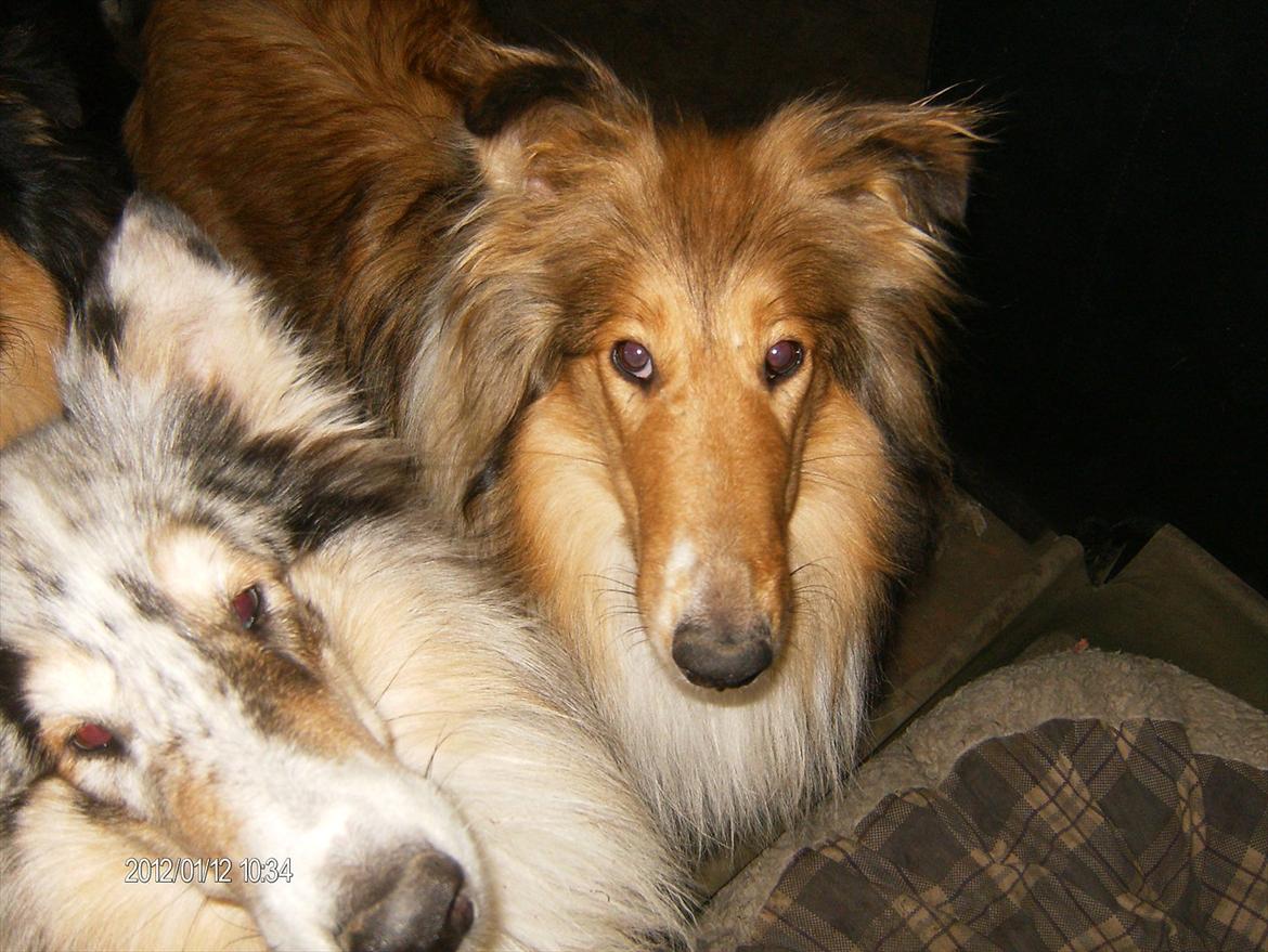 Collie langhåret Katie billede 9