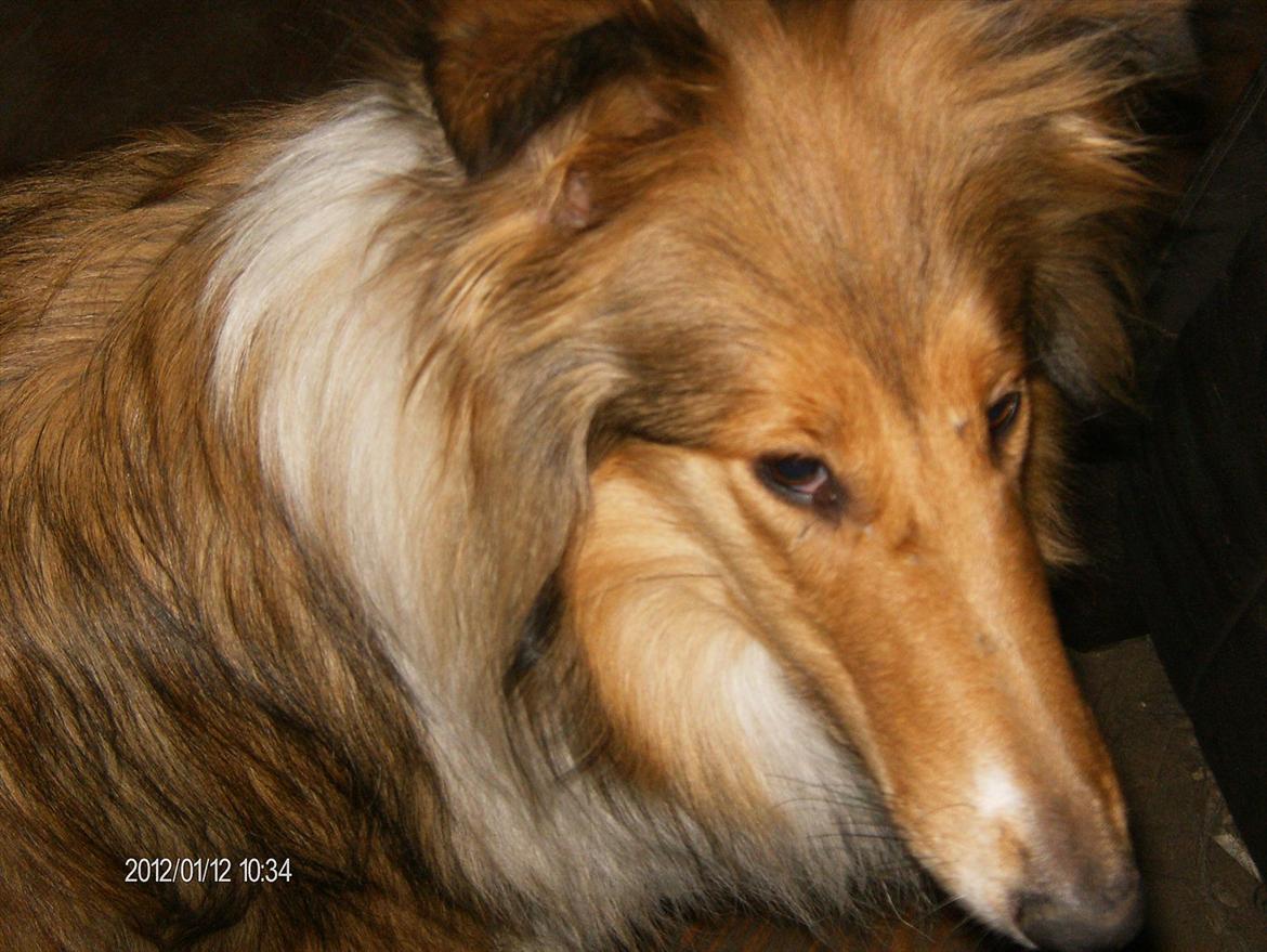 Collie langhåret Katie billede 10