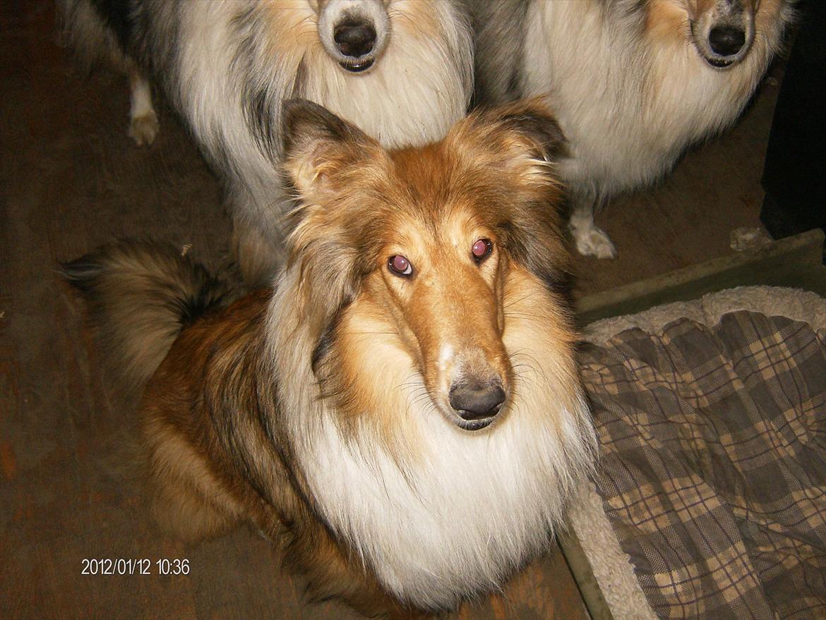 Collie langhåret Katie billede 11