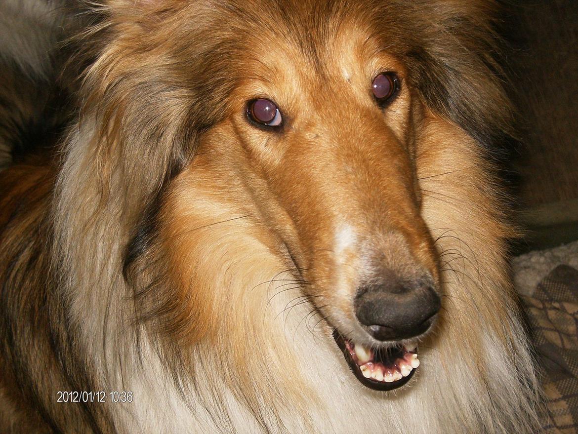 Collie langhåret Katie billede 12