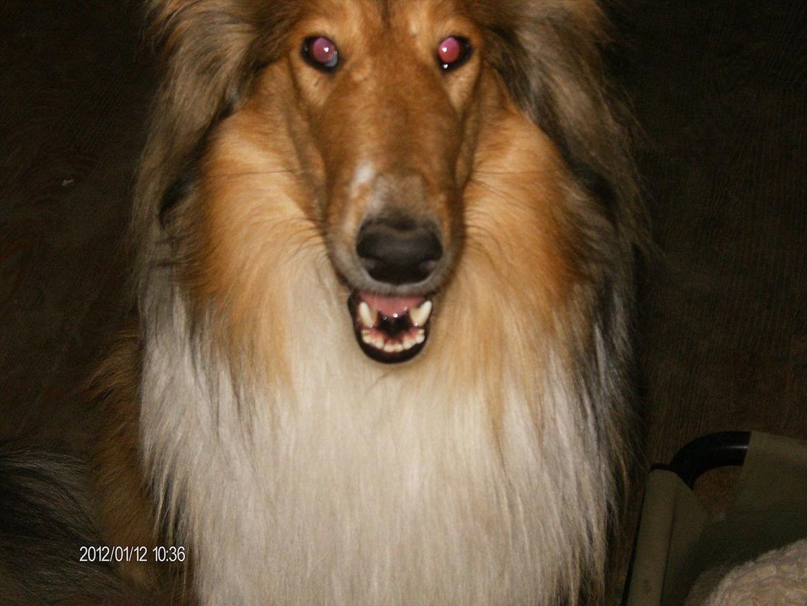 Collie langhåret Katie billede 13