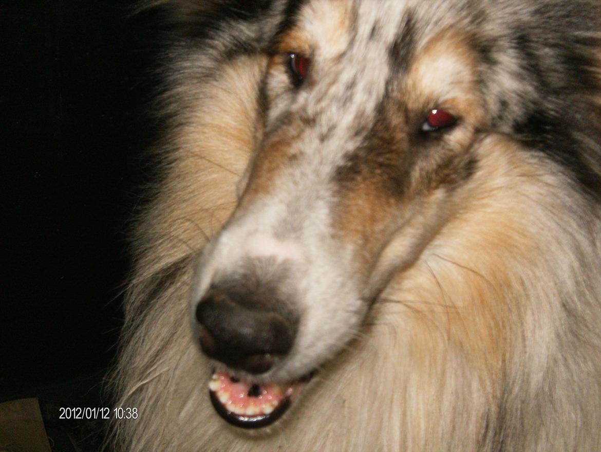 Collie langhåret Benji billede 6