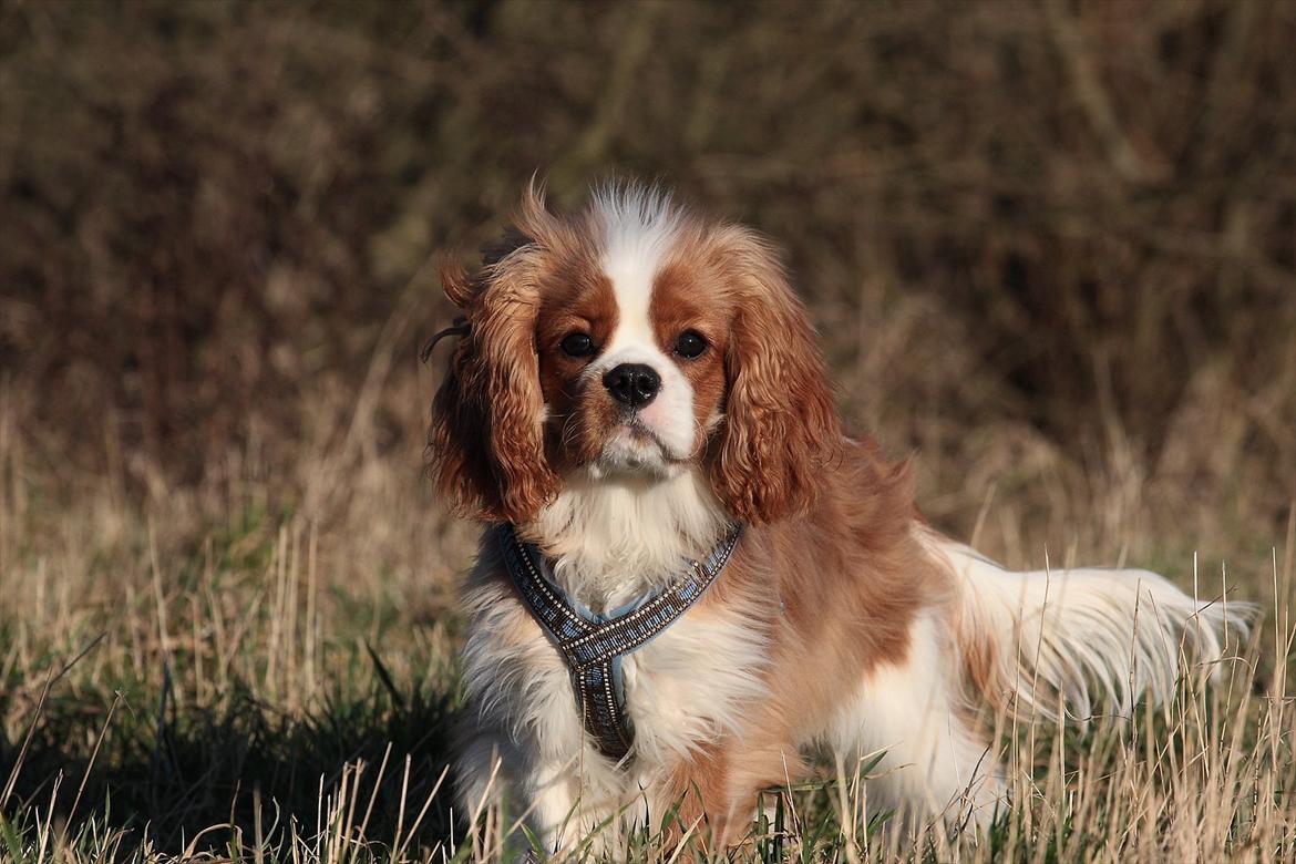 Cavalier king charles spaniel Bazil - Knap 7 mdr gammel billede 2