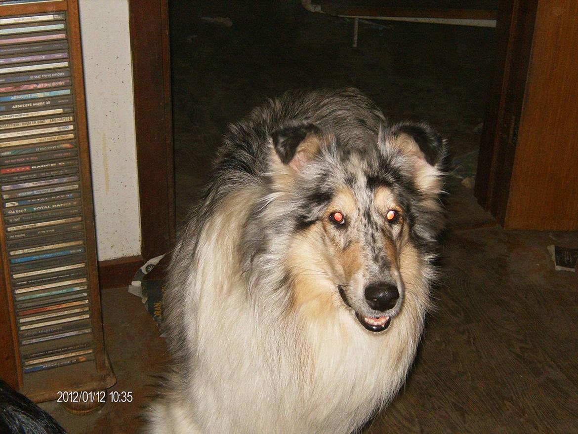 Collie langhåret Bonnie las billede 13