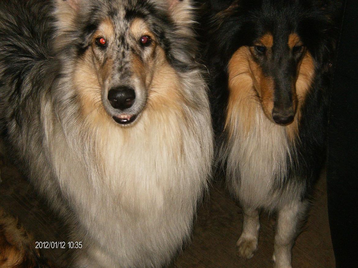 Collie langhåret Bonnie las billede 14