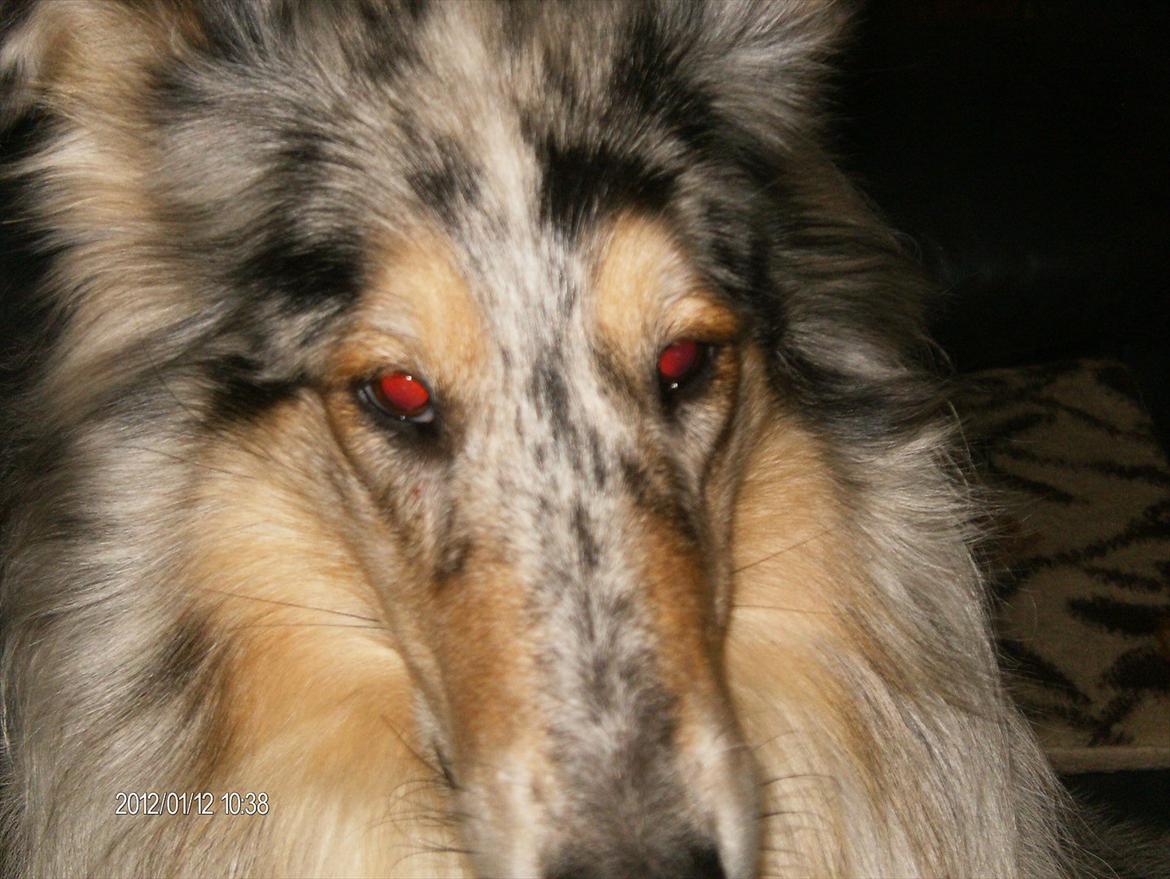 Collie langhåret Bonnie las billede 15