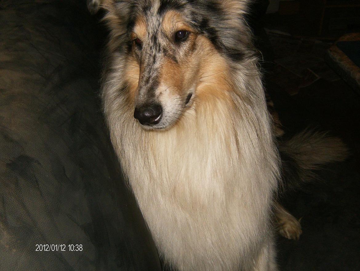 Collie langhåret Bonnie las billede 16