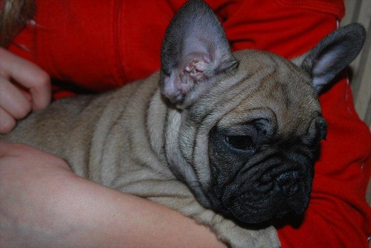 Fransk bulldog Kennel Frejos Alfred billede 12