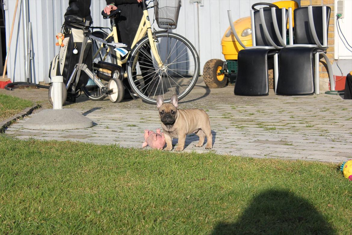 Fransk bulldog Kennel Frejos Alfred - 14.01.2012 - Alfred 10 uger billede 6