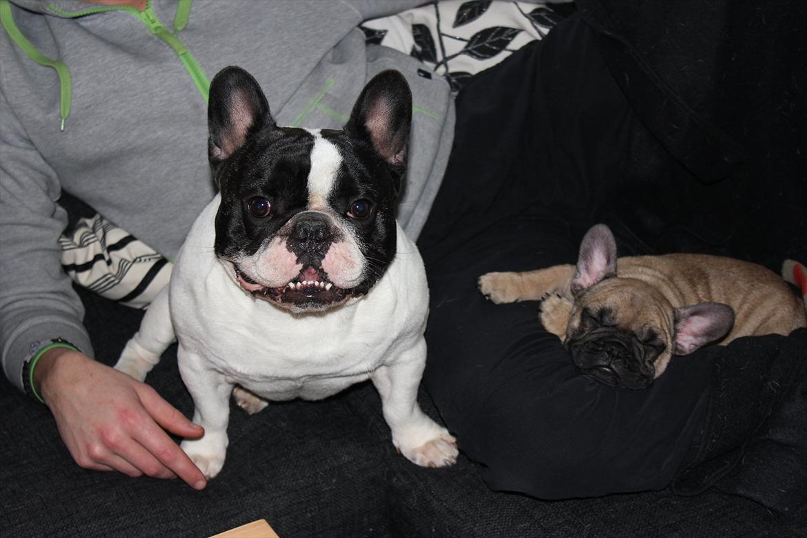 Fransk bulldog Kennel Frejos Alfred - 14.01.2012 - Alfred og Pumba hygger med fra i sofaen billede 7