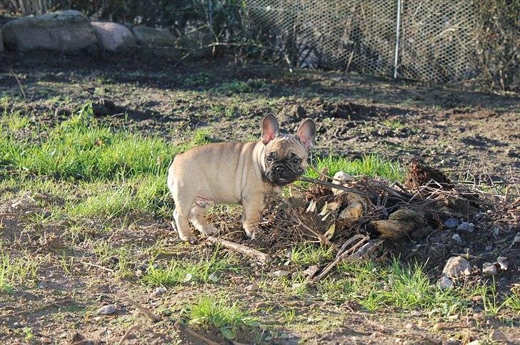 Fransk bulldog Kennel Frejos Alfred - 14.01.2012 - Alfred 10 uger billede 9