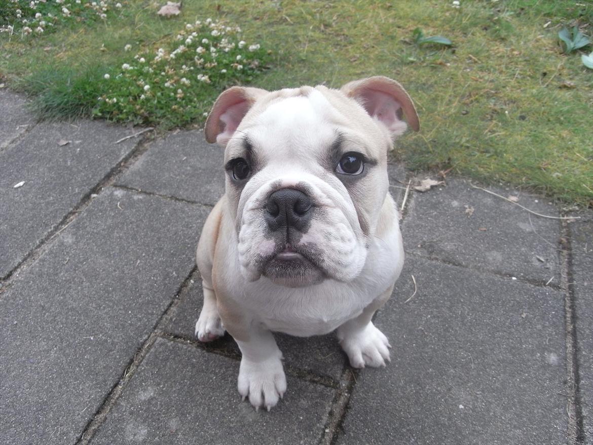 Engelsk bulldog Zindy billede 9