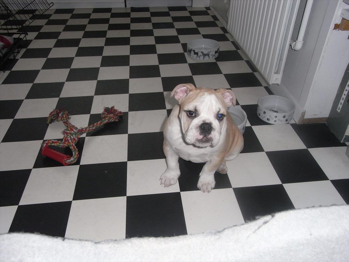 Engelsk bulldog Zindy billede 10