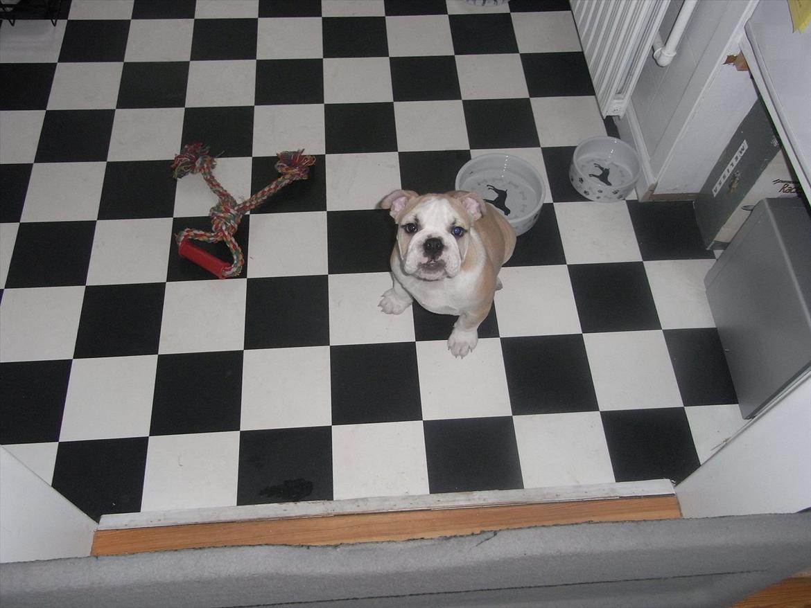 Engelsk bulldog Zindy billede 11