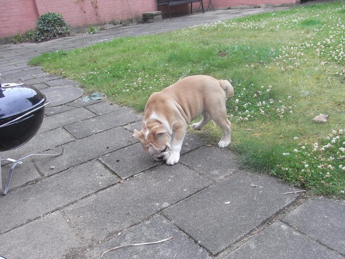 Engelsk bulldog Zindy billede 8