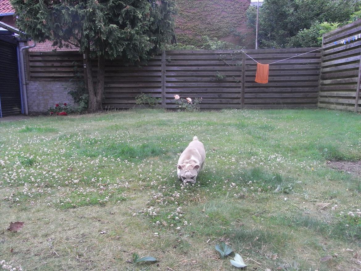 Engelsk bulldog Zindy billede 12