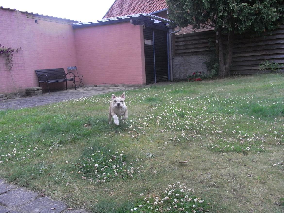 Engelsk bulldog Zindy billede 13