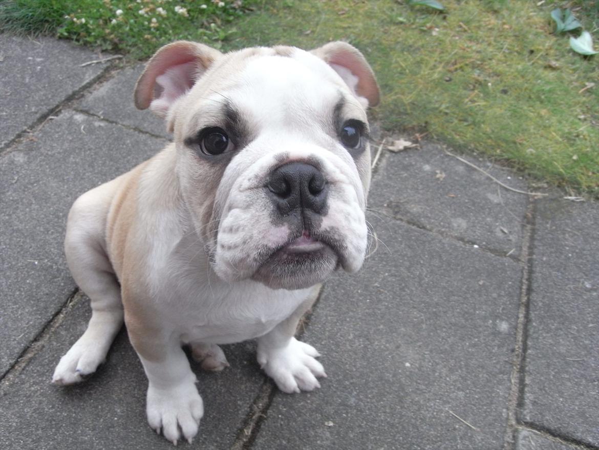 Engelsk bulldog Zindy billede 14