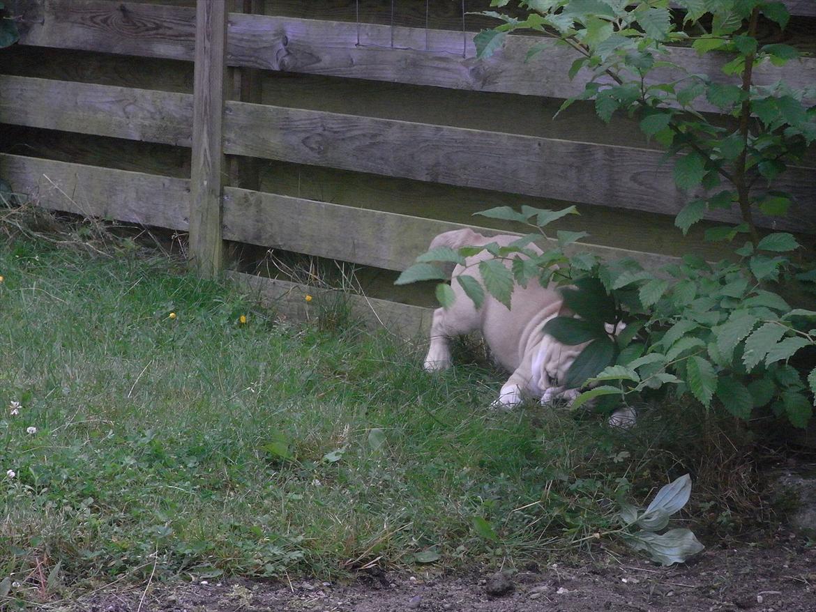 Engelsk bulldog Zindy billede 7